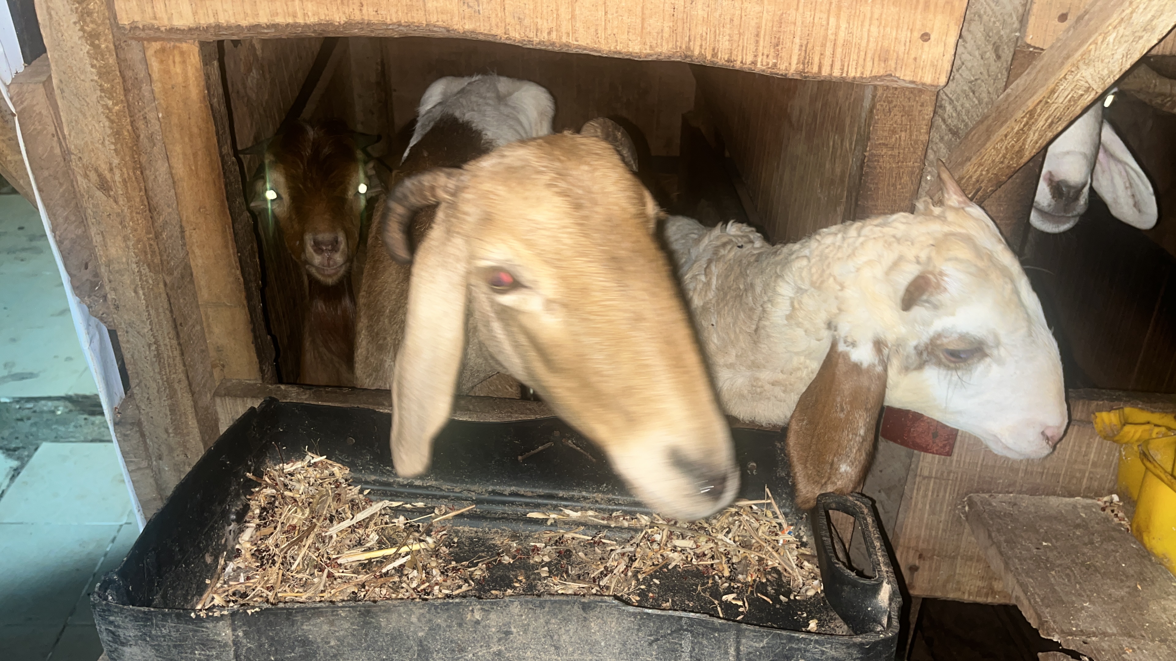 Goat Meat